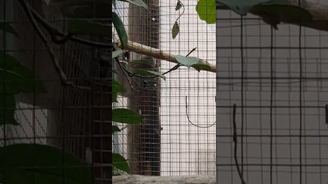 Горихвостка, шама, чёрный чекан смотреть онлайн