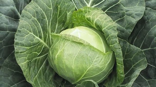 Выращивание белокочанной капусты как бизнес идея смотреть онлайн