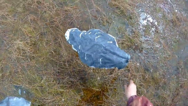 Охота на гуся 2017 в Сургуте смотреть онлайн