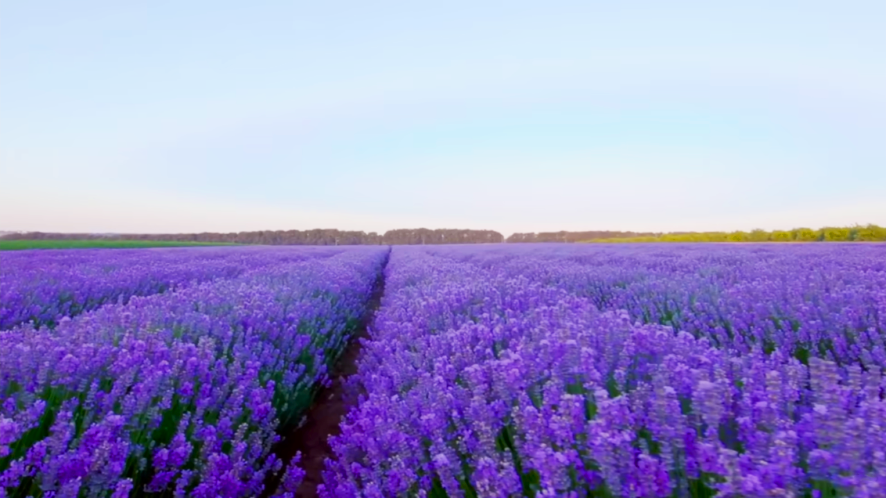 Производство продуктов из лаванды - изготовление лавандового мыла и косметики | выращивание лаванды смотреть онлайн