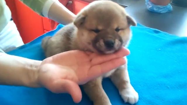 Шиба ину маленький смотреть онлайн