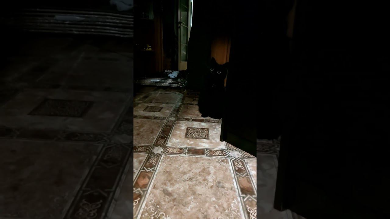 Чёрная тучка с глазами куда-то смотрит... Что он там увидел? #чёрныйкот #ёжик #котики смотреть онлайн