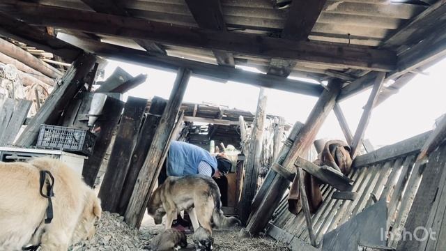 Вот какой распорядок дня у нарядной дачницы-сиделки.#распорядокдня #нарядная #дачники #сиделка смотреть онлайн