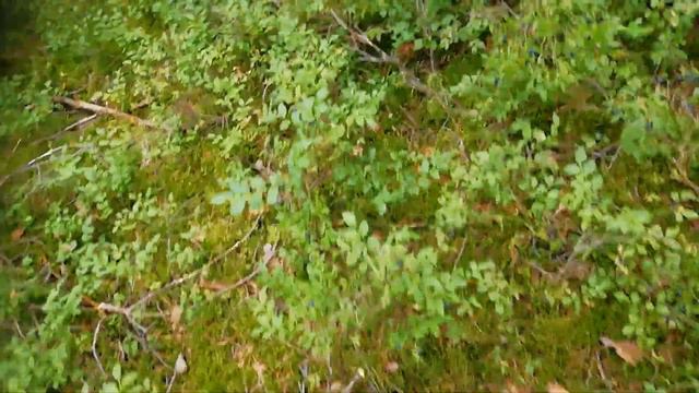 Черничный рай. смотреть онлайн