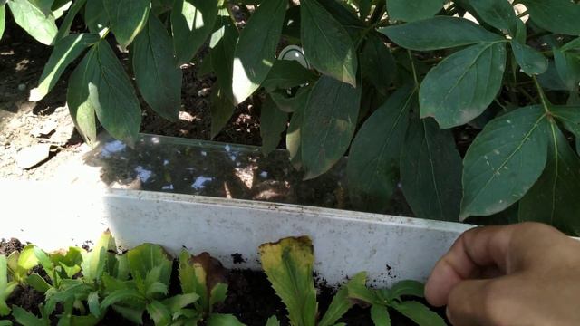 Размножение нивяника листом. смотреть онлайн