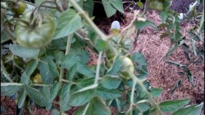 ЧЕМ ЗАБОЛЕЛИ ПОМИДОРЫ? СТРИК - БОЛЕЗНЬ, ПОРАЗИВШАЯ ТОМАТЫ В ЭТОМ ГОДУ. СИМПТОМЫ