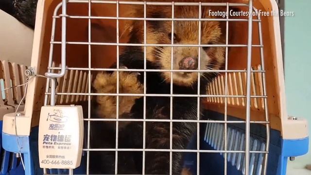 ZooBorns Australia! Episode 6 - Red Panda Cubs смотреть онлайн