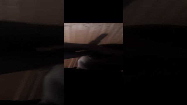 Саша емштейн