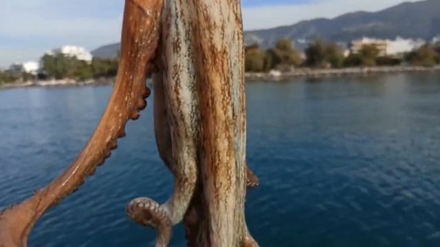 Рыбалка в Греции, город Волос. Осьминог! смотреть онлайн