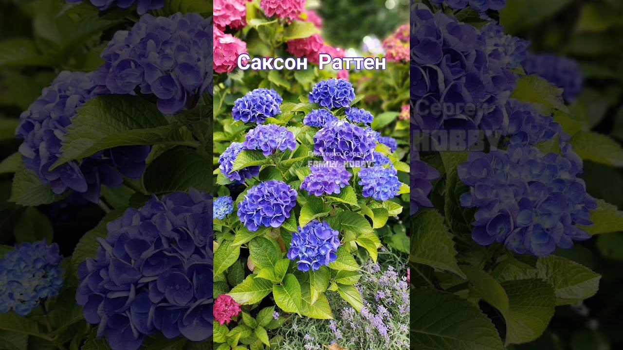 🌞Наша коллекция ГОРТЕНЗИЙ 🌞 смотреть онлайн