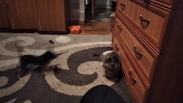 Собачка кусает хвост кота смотреть онлайн