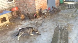 Питание индоуток/Когда индоутки несутся/Мне интересно узнать!!