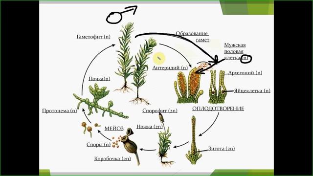 Размножение мха. ОГЭ. ЕГЭ. Биология. смотреть онлайн