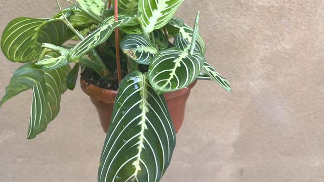 Maranta Lemon Lime Plant , Maranta ,lemon Lime , Rare Plant, Rare Maranta Plant