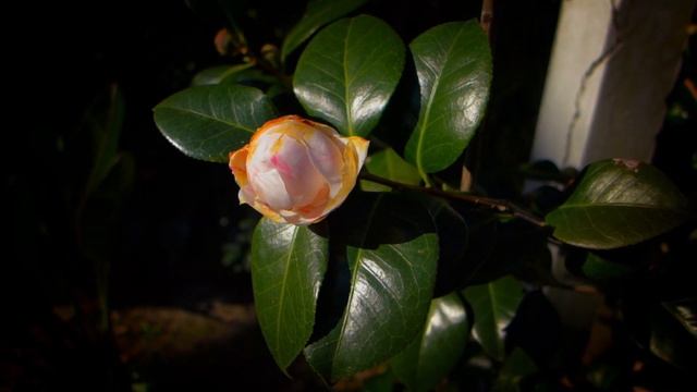 Lumix LX7 Video Test - ND Filter - Graded with Davinci Resolve смотреть онлайн