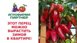 ЭТОТ ПЕРЕЦ МОЖНО ВЫРАСТИТЬ ЗИМОЙ В КВАРТИРЕ! ПЕРЕЦ ФЬЮДЖИ