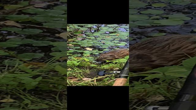 Игорян Викторович