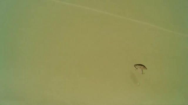 Подводная съёмка воблера BabyCrank 35S-SR Tsuribito