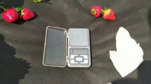 Клубника Джуси и Клоудия обзор и дегустация