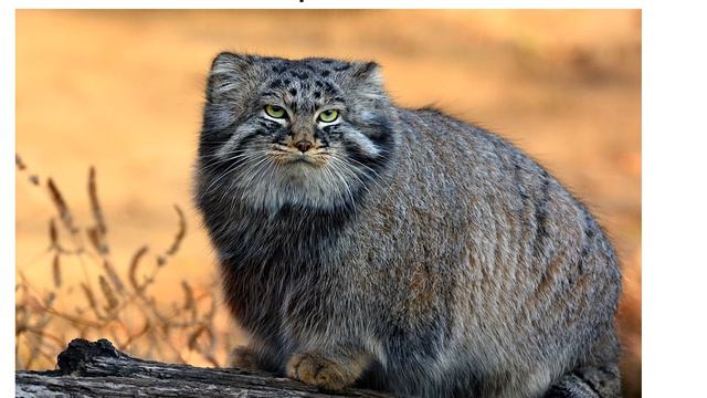 Русский язык. 2 класс. В.П. Канакина. 2 часть, стр. 26 упр. 43 смотреть онлайн