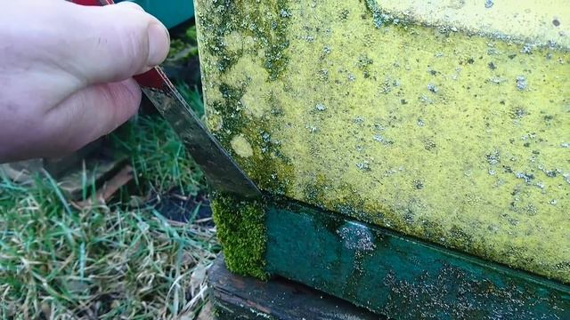 Сырость, мох, лишайник 5. März 2017