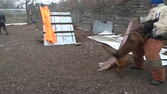 Дрессировка собак. Фигурант. РКФ. Работа на костюм. БРР. Сольник. Бельгийская овчарка. Малинуа смотреть онлайн