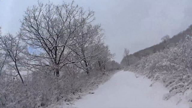 Снежная мелодия зимнего леса