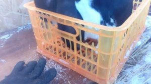 Ужас!!!!!!У кролика бельмо на глазу!!Что делать ??