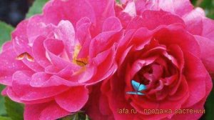 Роза канадская плетистая Джон Кэбот (john cabot) ? обзор: как сажать, саженцы розы Джон Кэбот