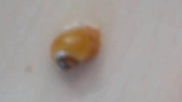 Как улитка выходит из ракушки :-) смотреть онлайн