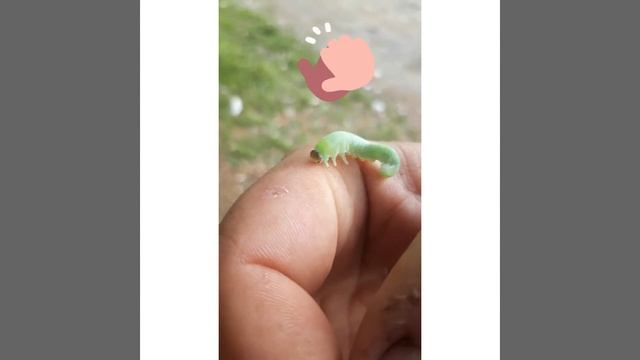 Гусеница танцует тверк-брейк-данс смотреть онлайн