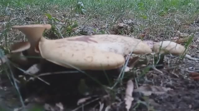 Грибы во дворе выросли )