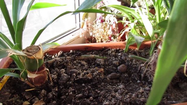 Укореняем Юкку смотреть онлайн