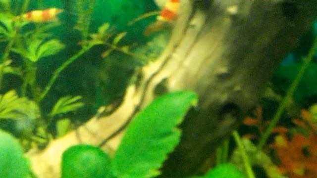 мои АСТРОНОТУСЫ ч2 смотреть онлайн