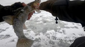 СУДАК ДОЛБИЛ НА ЭТИ ТРИ БАЛАНСИРА!!!