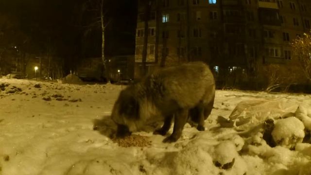 Чернобурая Лисица смотреть онлайн