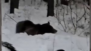 ОХОТА на медведя МЕДВЕДЬ шатун