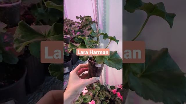 Пеларгония Lara Harmony смотреть онлайн