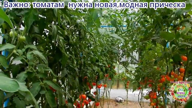 Важно: томатам нужна новая модная прическа смотреть онлайн