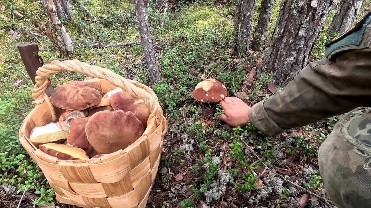 БЕЛЫХ ГРИБОВ НЕ СОСЧИТАТЬ. БЕЛЫЕ ГРИБЫ НА СЕВЕРЕ РОССИИ. мотор MIKATSU M 30 FES. ЦЕЛАЯ КОРЗИНА БЕЛЫХ смотреть онлайн