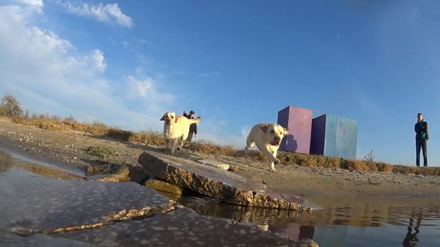 Лабрадор Белла и Лея. Подача апорта.