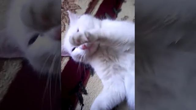 Кошечка с белой шерстью и разными глазами!! смотреть онлайн