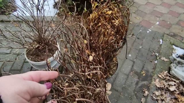 Крупнолистные гортензии ? Как зимуют у меня смотреть онлайн