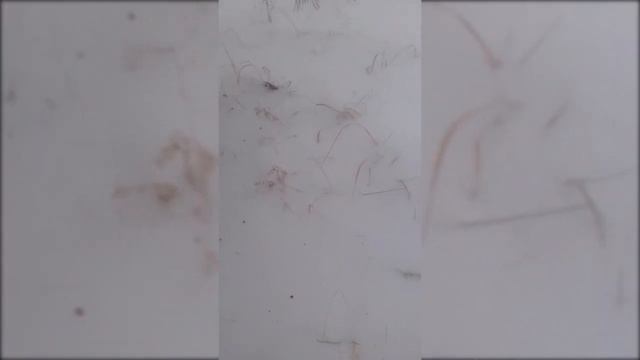Рацион дятла зимой 2021 02 22 23 36 29 смотреть онлайн