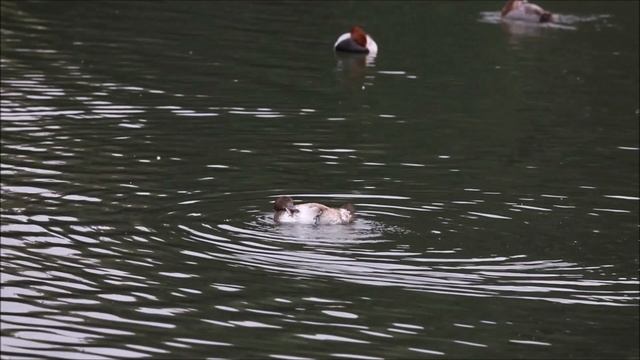 Хохлатые чернети, морские чернети и красноголовые нырки/ Tufted Ducks, Bluebills and Common Pochard смотреть онлайн