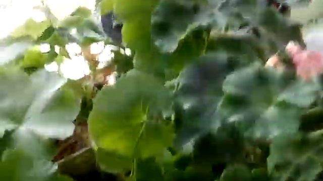 Солдатики или пожарники или жуки.Мы поймали их??? смотреть онлайн
