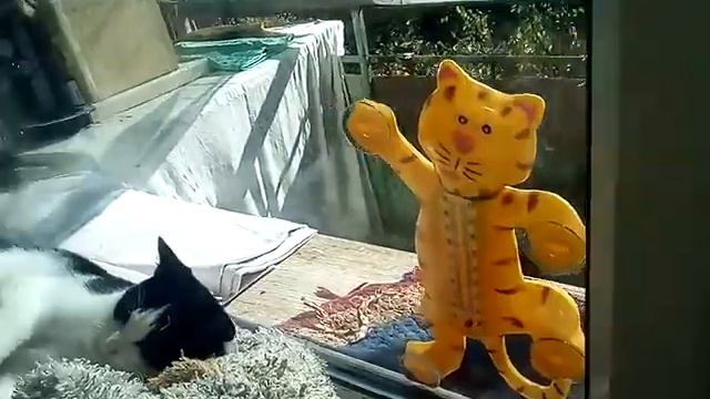 Как кошки дерутся смотреть онлайн