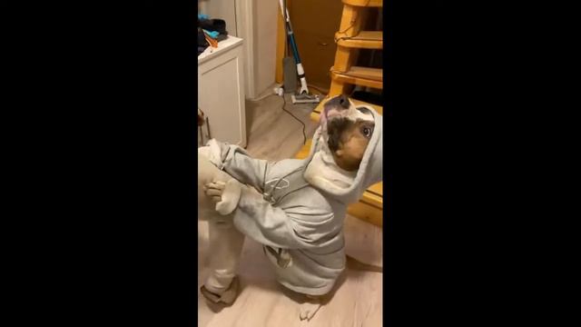 Амстафф Рой. Ура! Зима! смотреть онлайн