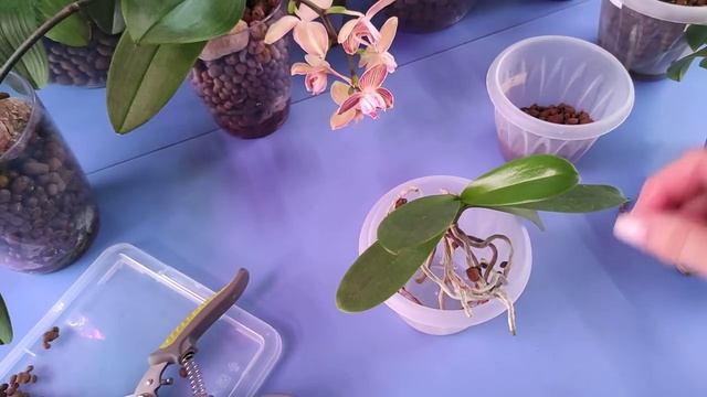 14.06.21.пересадка мини ОРХИДЕИ .. корни заправляем в горшок. смотреть онлайн