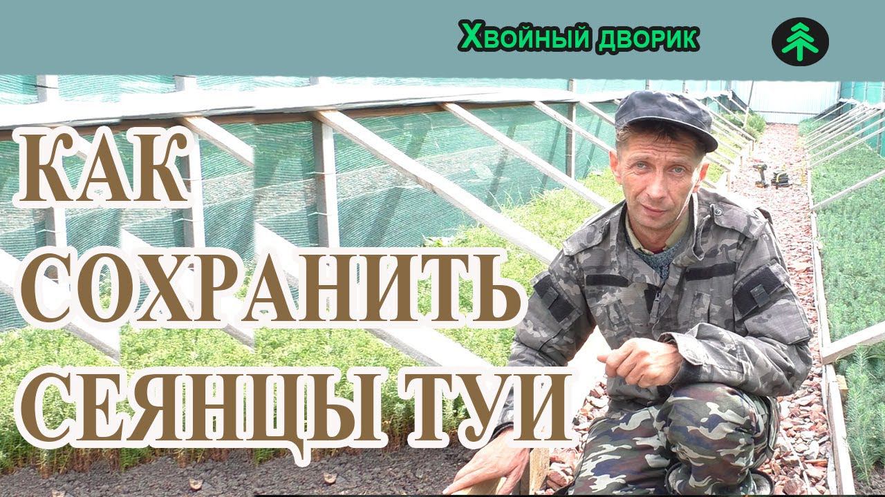 Как сохранить сеянцы туи в зиму.Выращивание туи из семян.Питомник "Хвойный дворик" смотреть онлайн